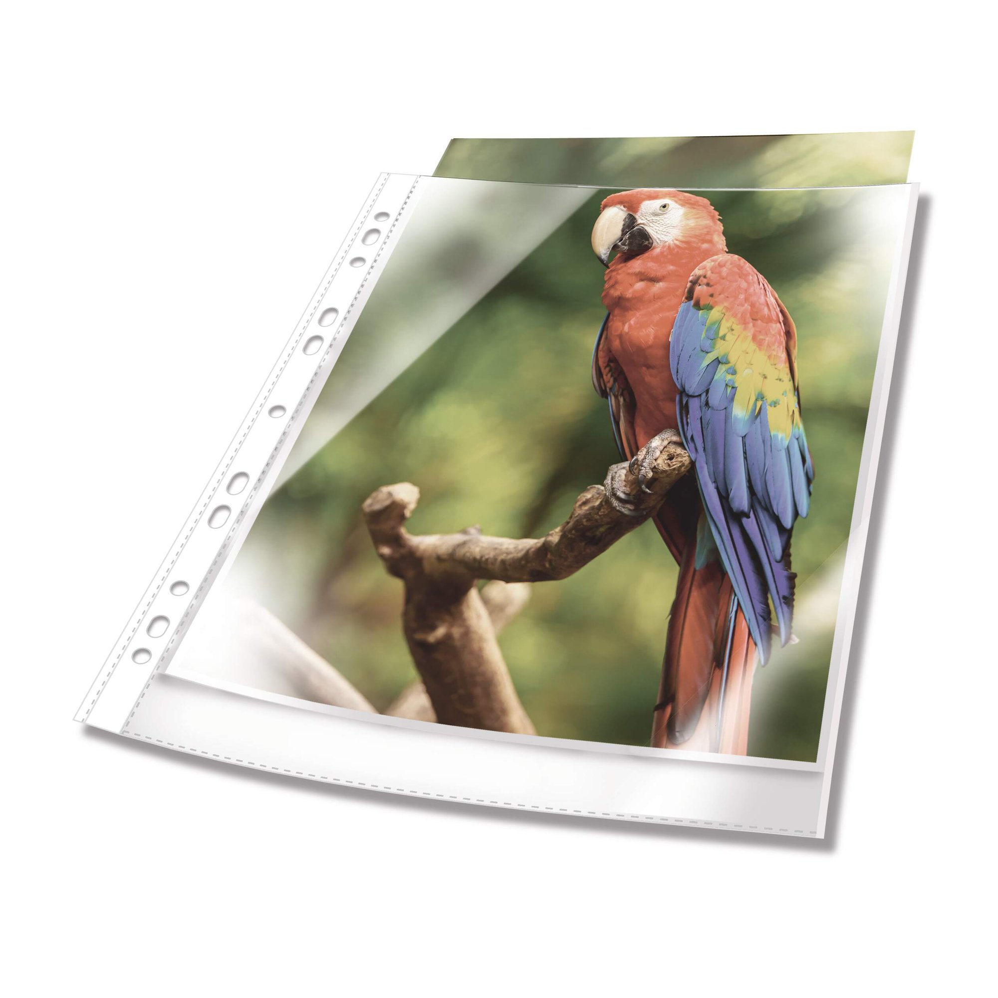 Durable PREMIUM Punched Pocket 10 Blue (10)