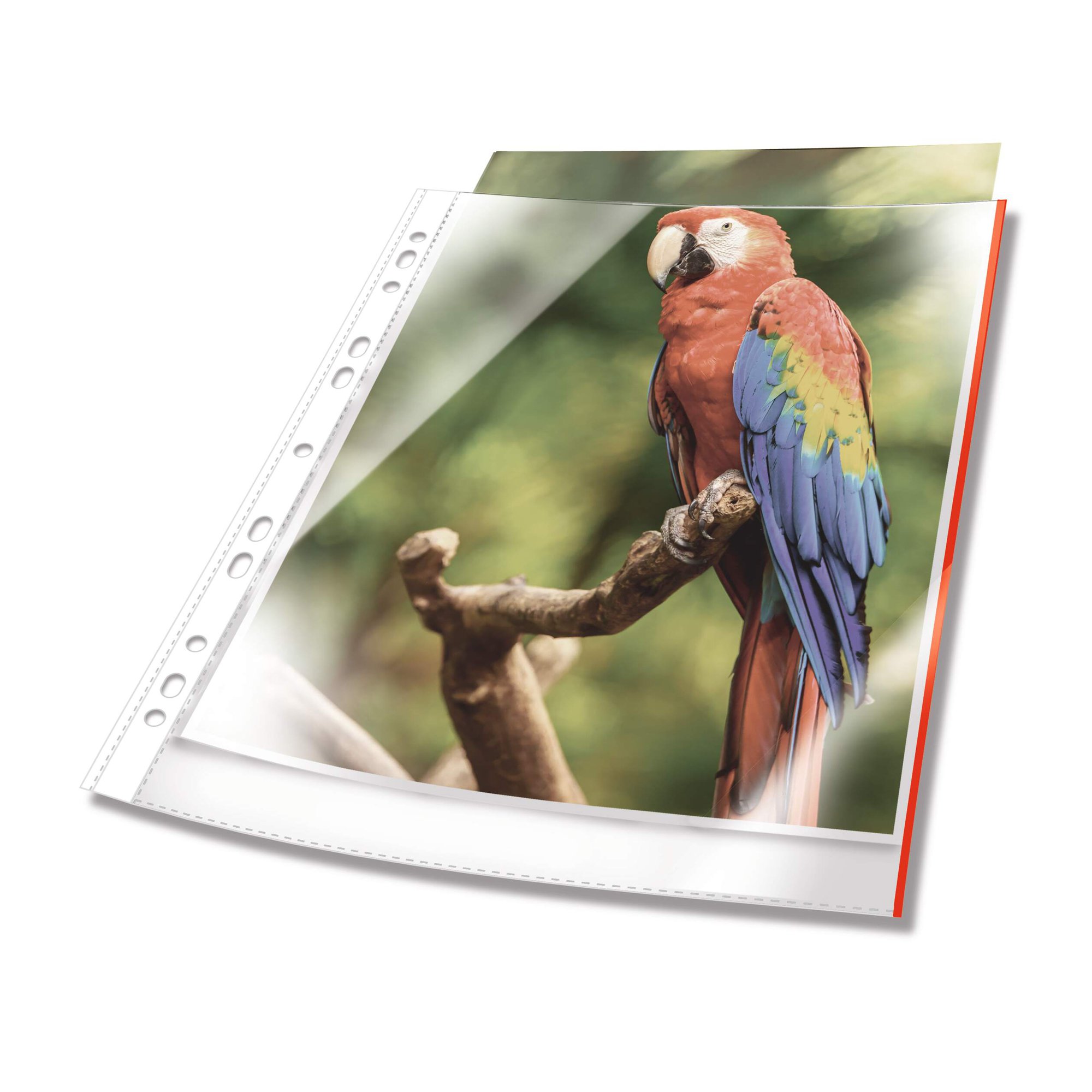 Durable PREMIUM Punched Pocket 25 White (25)